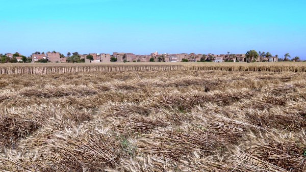 تشديد الرقابة على الأكمنة الحدودية.. سوهاج تستعد لموسم توريد القمح 2026