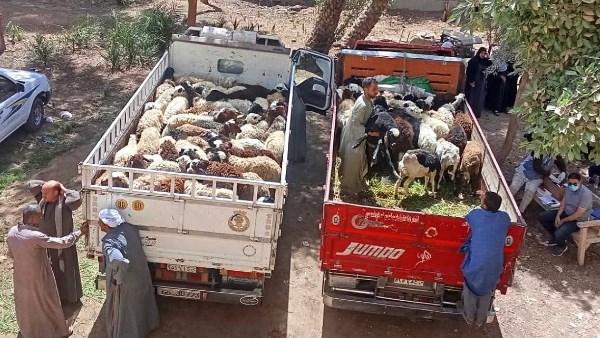 بيطري سوهاج يسلم 850 رأس أغنام للمستفيدين بالقرى الأكثر احتياجًا