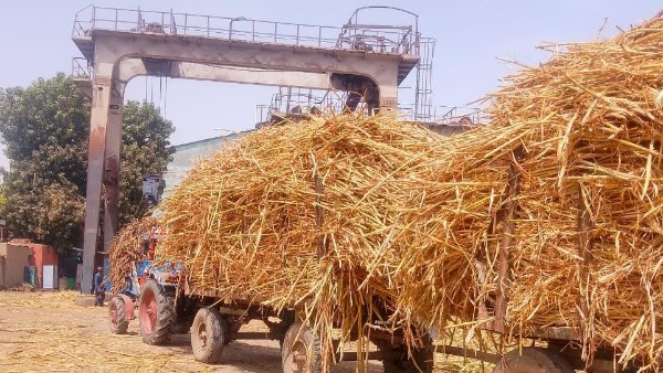 زراعة قنا تكثف جولاتها الميدانية لمتابعة توريد القصب