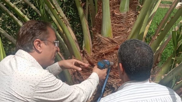 تحصين أشجار النخيل بقنا