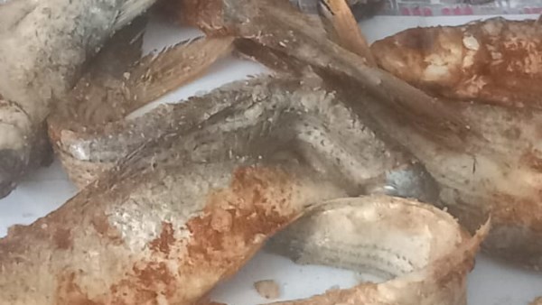 ضبط أسماك ممملحة بقنا