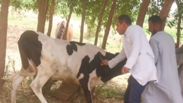 حملات تحصين المواشى بقنا