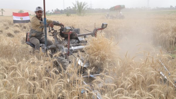 اطلاق موسم حصاد القمح