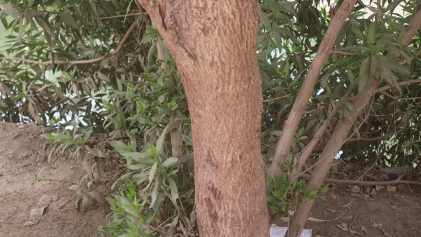 حصر وتكويد 4400 شجرة ضمن المبادرة الرئاسية في مراكز قنا