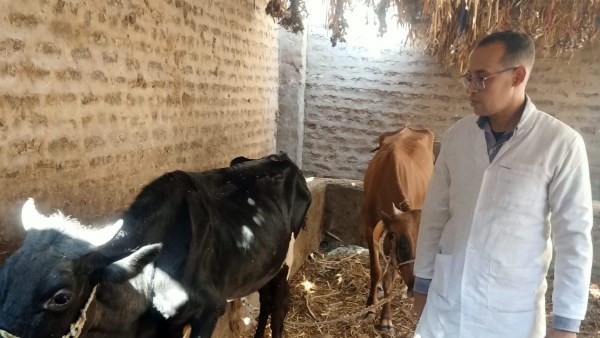 حملات التحصين بقنا