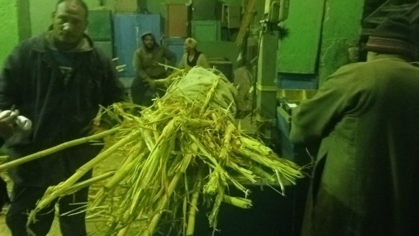 القصب يتدفق على أرمنت بالأقصر وزيادة التوريد تعكس نجاح المنظومة الزراعية