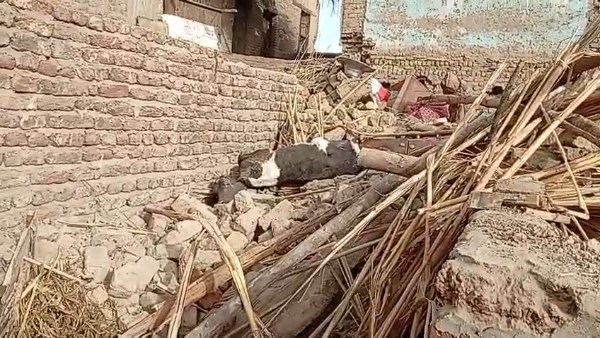 سقوط منزل من طابقين دون إصابات بشرية ونفوق ماشية جنوب الأقصر