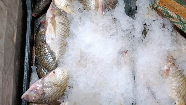 جهود محافظة أسوان