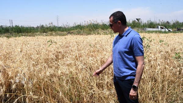 محصول القمح