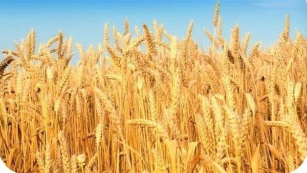 محصول القمح ارشيفيه 