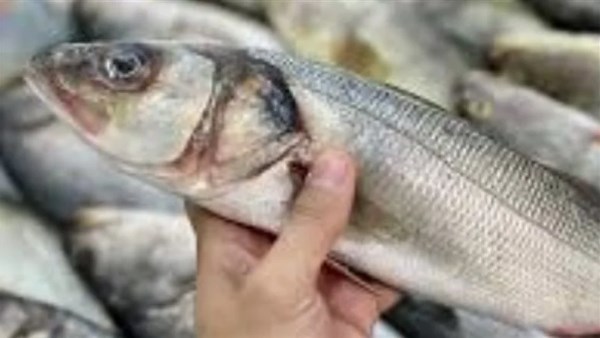 اسماك ارشيفيه 