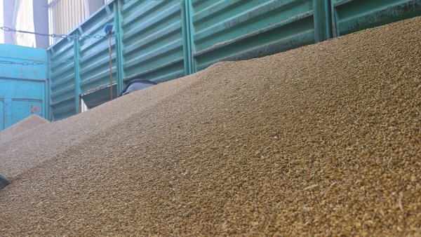 محصول القمح