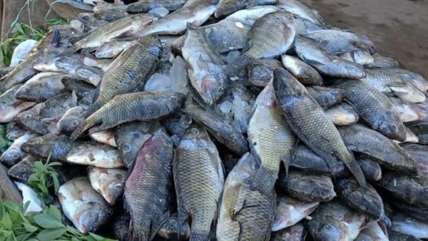 اسماك ارشيفيه 