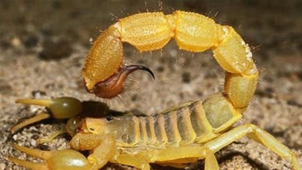 عقرب ارشيفيه 