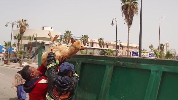 بورسعيد تبدأ في جمع الكلاب الضالة من كافة الأحياء وبورفؤاد لتسليمها للشيلتر الجديد 