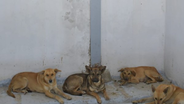 محافظ بورسعيد ورئيس الهيئة العامة للخدمات البيطرية يتفقدان بدء التشغيل الفعلي لشلتر إيواء الكلاب