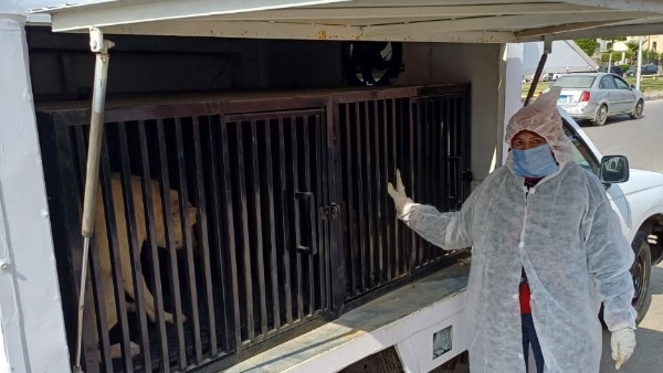 ضبط ونقل  الكلاب الضالة الى الشيلتر 