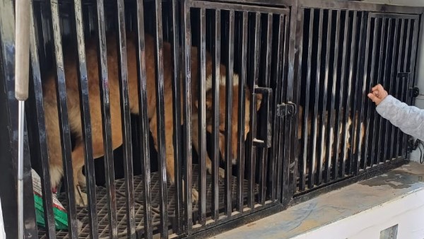 نقل الكلاب إلى الشيلتر المخصص وتوفير الرعاية اللازمة