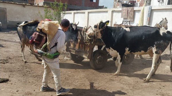 قوافل بيطرية بالغربية 