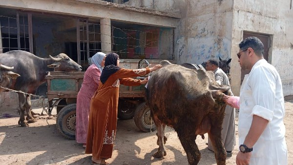 تحصينات المواشي 