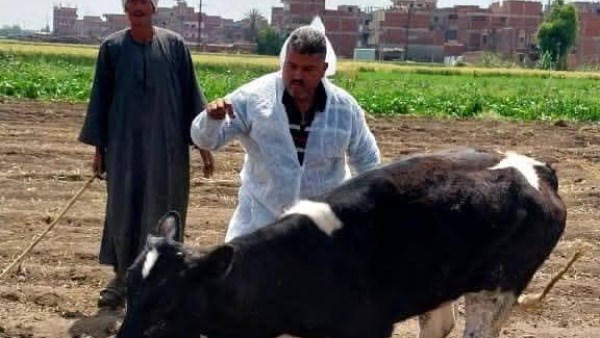 تحصين الماشيه 