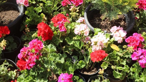 معرض الزهور 