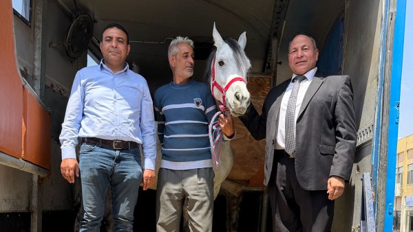 صدير أول شحنة من الخيول العربية المصرية