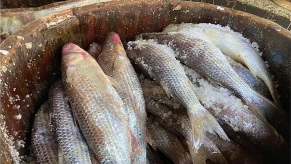 اسعار الفسيخ اليوم