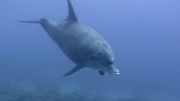 الدلافين فى دهب 