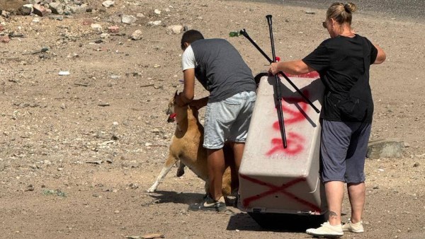 صورة موضوعية