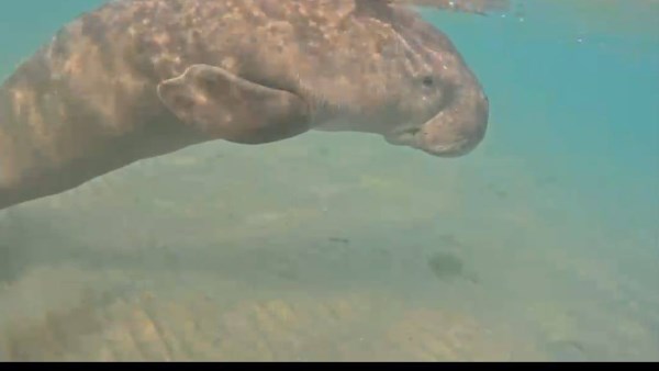 صورة موضوعية