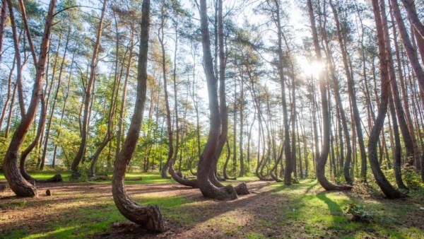 أشجار منحنية