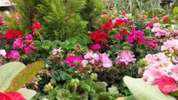 معرض زهور الربيع 2026