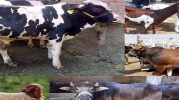 أسعار لحوم الأضاحي