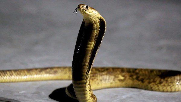 كوبرا ضخمة تبث الذعر في قرية بالسنطة والحماية المدنية تتدخل