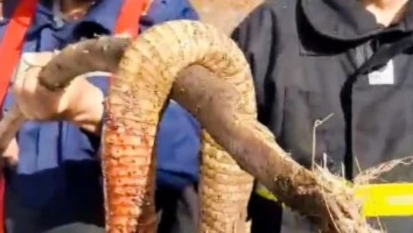 حالة ذعر في الغربية بعد ظهور أفعى كوبرا ضخمة.. وتحرك عاجل للحماية المدنية