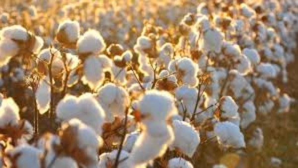 الكاميرون.. توقعات باستمرار ارتفاع إنتاج القطن ليصل إلى 600 ألف طن موسم 2029-2030