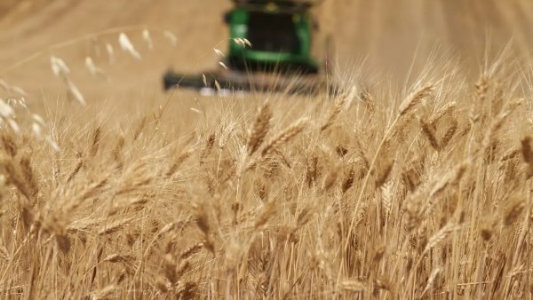 صناديق التحوط تتوقع ارتفاع القمح لأول مرة منذ أربع سنوات وسط أزمات الجفاف والحرب