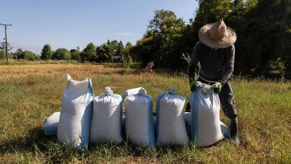 أسعار الأرز في آسيا تقفز لمستويات قياسية مع تفاقم تداعيات الحرب في إيران