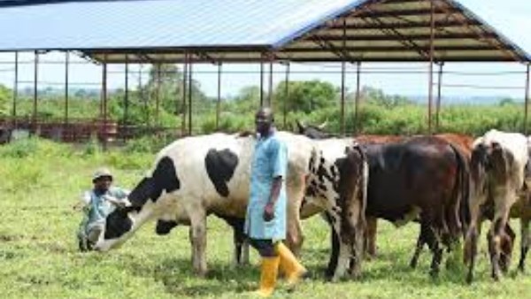 نيجيريا تخطط لتوسيع قطاع الثروة الحيوانية ليصل الى 74 مليار دولار لمواجهة أزمة الغذاء