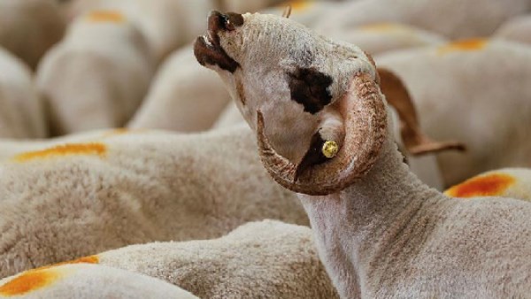 قبل "شراء الأضحية".. وزارة الزراعة تكشف عن 20 علامة تضمن سلامة اللحوم وتحميك من الغش