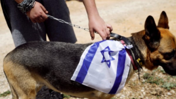 كلب إسرائيلي