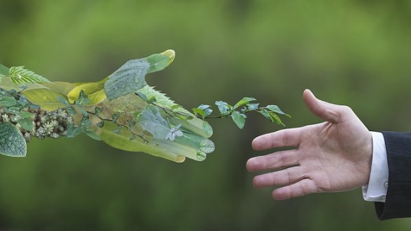 التحول الأخضر في مصر