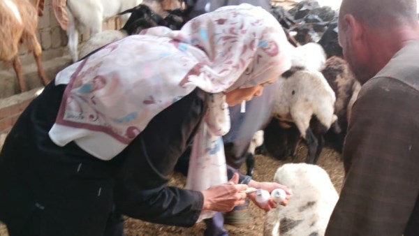 تحصين 89 ألف رأس ماشية ضد الحمى القلاعية وحمى الوادي المتصدع بمحافظة المنيا