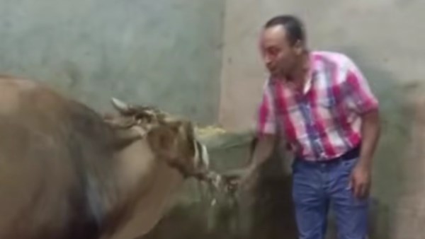 الشاب والعجل