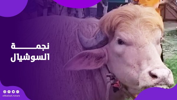 نجمة السوشيال