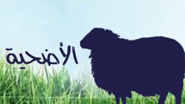 هل تصح الأضحية بخروف ليس له قرون؟.. الإفتاء تجيب