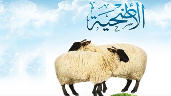متى يبدأ وقت الأضحية؟ الإفتاء توضح
