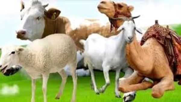  الأزهر يحذر من إلقاء مخلفات الأضاحى في الطريق العام