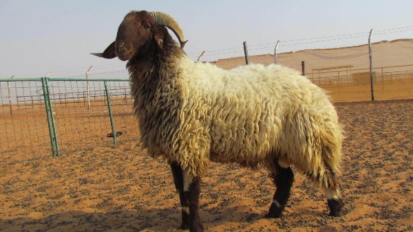 الأضحية
